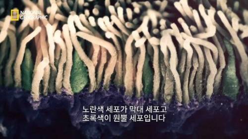 [스압] 맛있는 노란색 가설.jpg