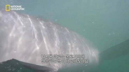 [스압] 맛있는 노란색 가설.jpg