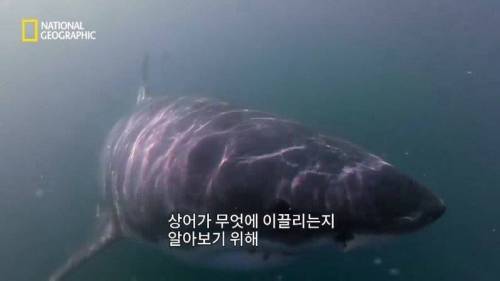 [스압] 맛있는 노란색 가설.jpg