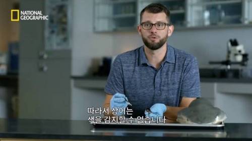 [스압] 맛있는 노란색 가설.jpg