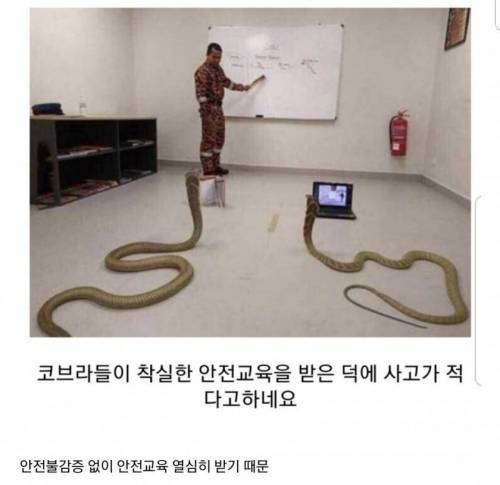 코브라쇼가 안전한 이유 .jpg