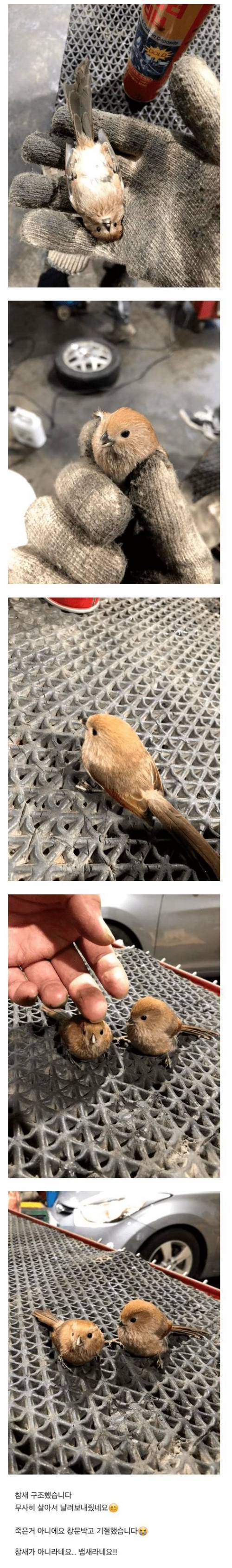 창문 들이받고 기절한 뱁새.jpg