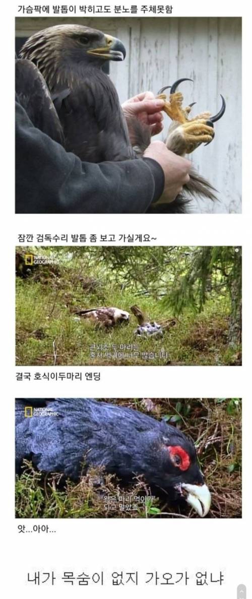 [스압] 조류계의 분노조절장애.jpg