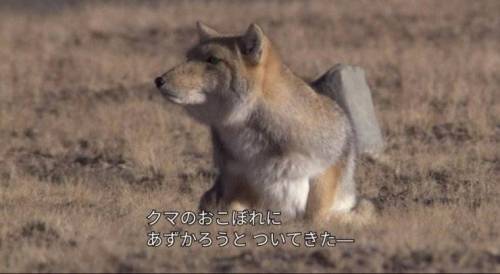 티벳여우와 티벳 곰.jpg