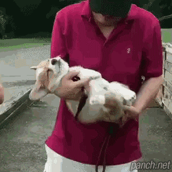 산책하다 지친 코기.gif