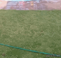 수영을 즐기는 댕댕이.gif