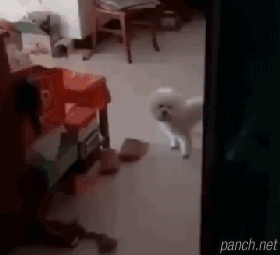 댕댕이가 혼자 노는 법.gif