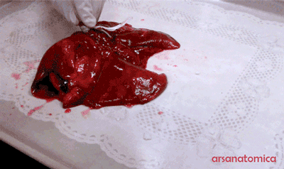 [혐주의]사람의 폐 동작..gif