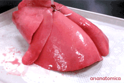 [혐주의]사람의 폐 동작..gif