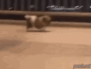빠르게 뛰어가는 댕댕이.gif