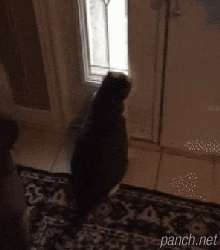 영하 날씨에 외출한 고양이.gif