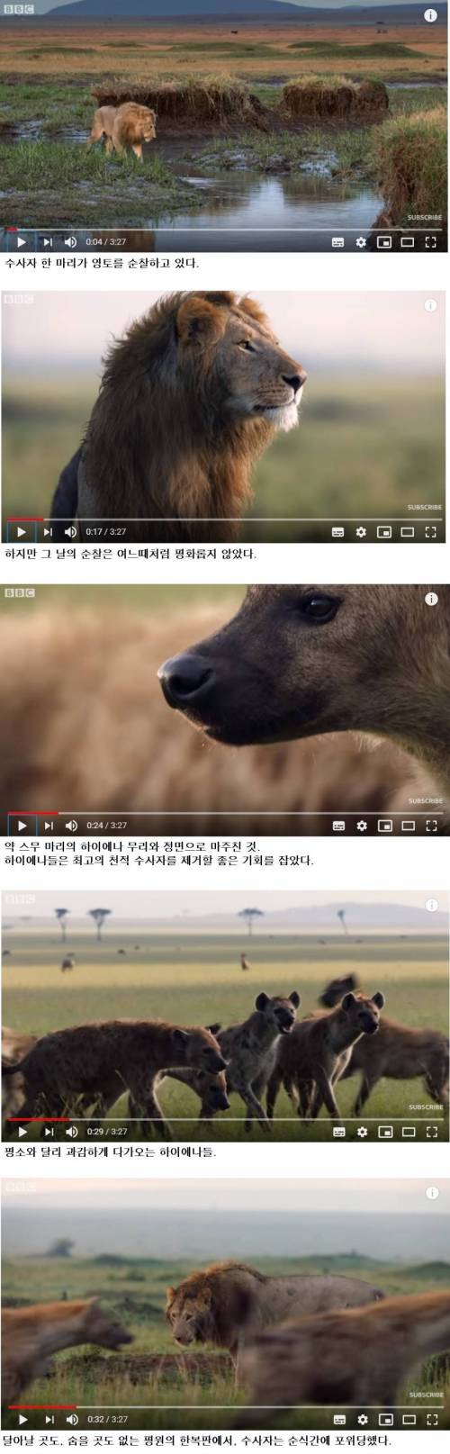 [스압] 하이에나 무리에게 포위당한 숫사자.jpg