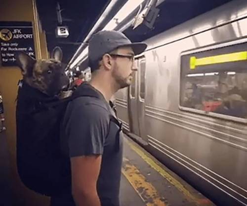 뉴욕 지하철 : 가방에 들어가지 않는 사이즈의 동물은 지하철에 동승할 수 없습니다