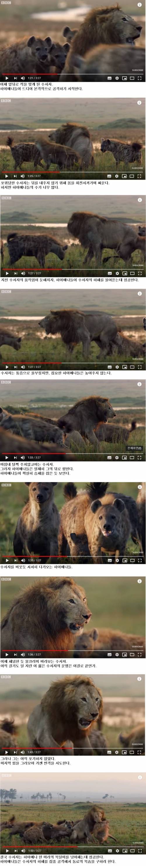 [스압] 하이에나 무리에게 포위당한 숫사자.jpg