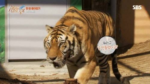 [스압] 한 장 종이접기의 달인.jpg