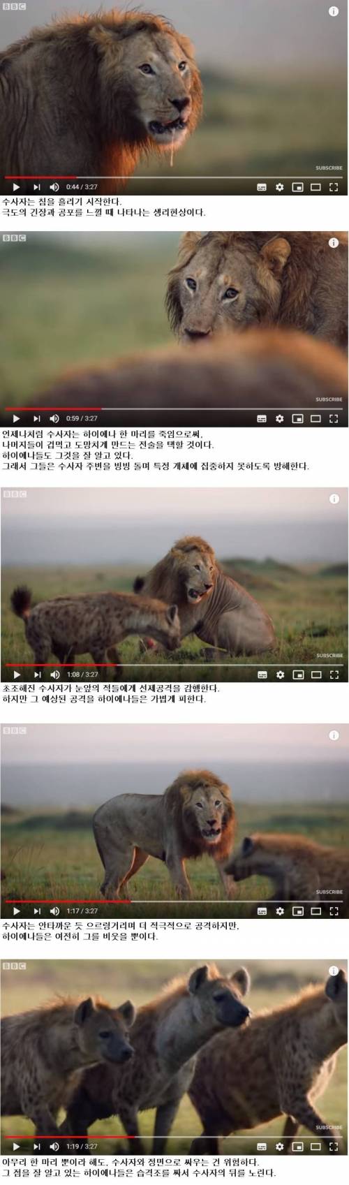 [스압] 하이에나 무리에게 포위당한 숫사자.jpg