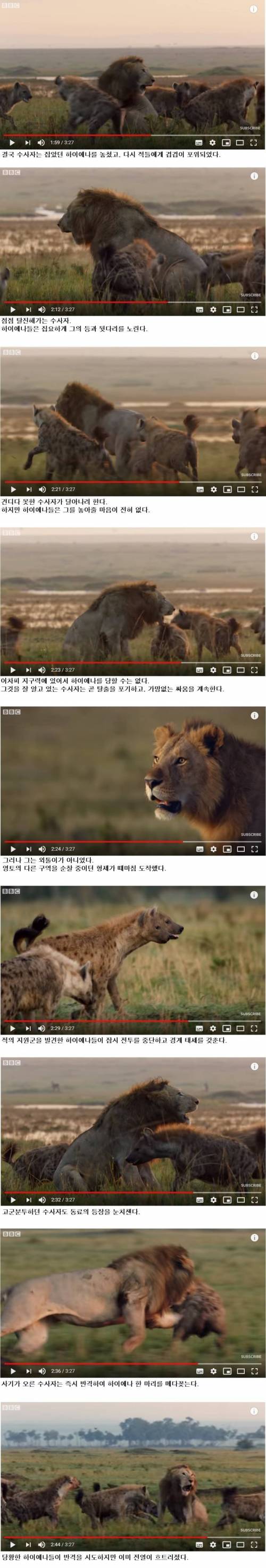[스압] 하이에나 무리에게 포위당한 숫사자.jpg