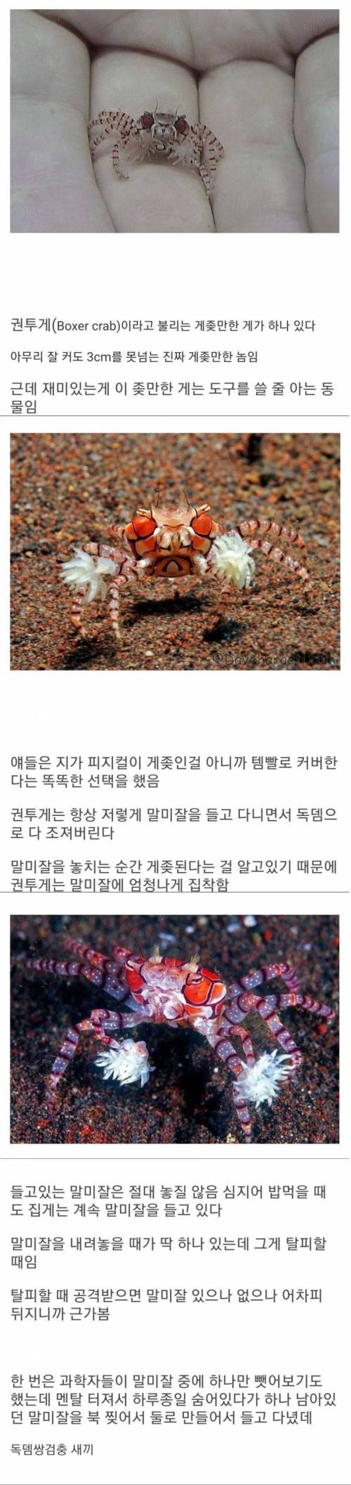 템빨을 아는 동물.jpg