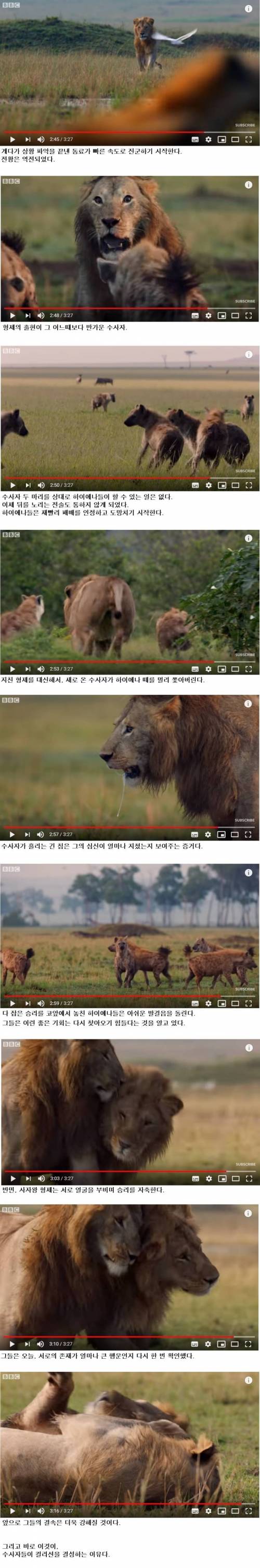 [스압] 하이에나 무리에게 포위당한 숫사자.jpg