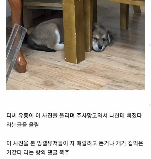 논란이 된 동물학대 사건.jpg