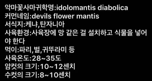 [혐?!] 악마의 사마귀.jpg