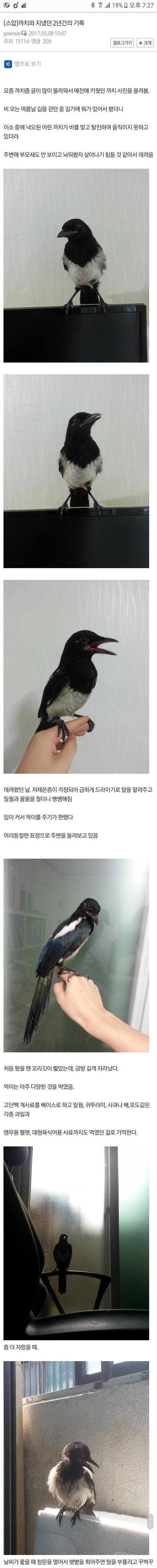 [스압] 디씨인이 까치와 지냈던 2년간의 기록