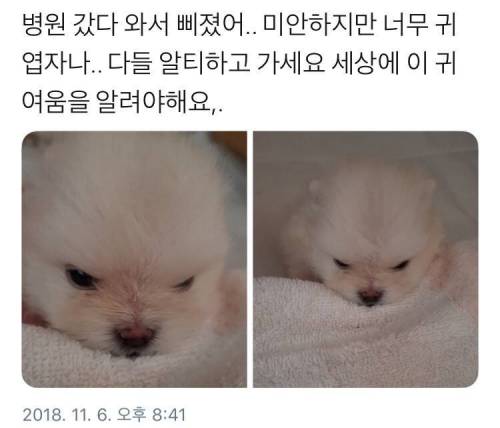 병원 갔다와서 삐진 강아지.jpg