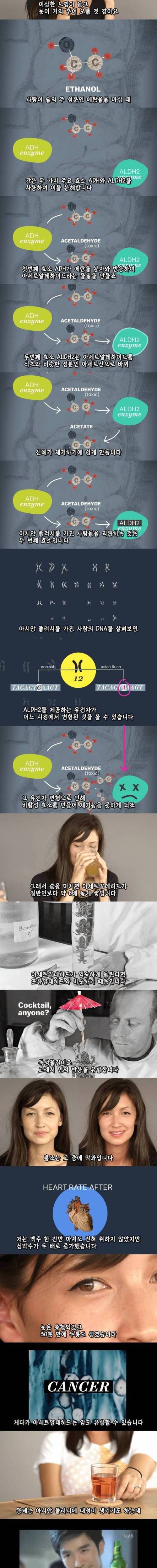 [스압] 술 한잔만 마셔도 얼굴이 붉어지는 이유.jpg