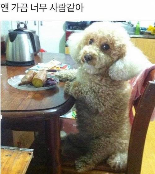 얜 가끔 너무 사람같아.jpg