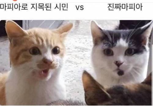 마피아게임 할 때 마피아 표정.jpg