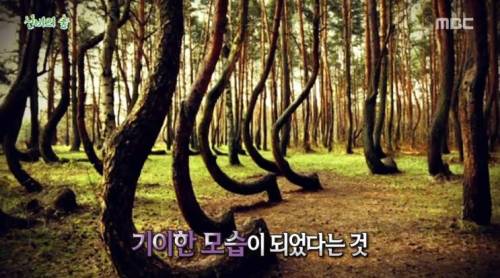 [스압] 신비의 숲.jpg