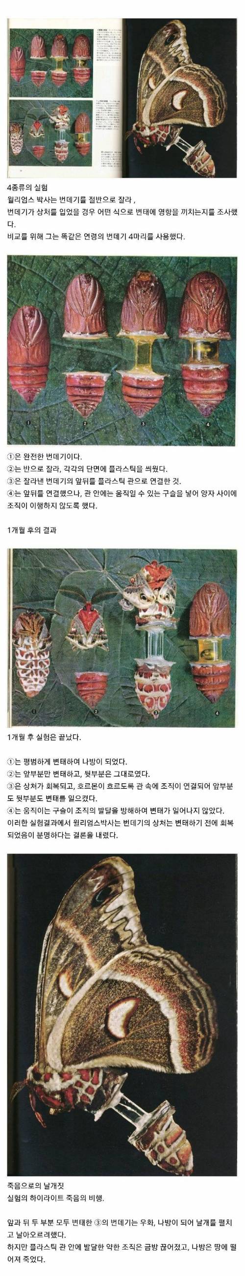 [징징] 번데기 절단 실험.jpg