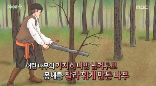 [스압] 신비의 숲.jpg