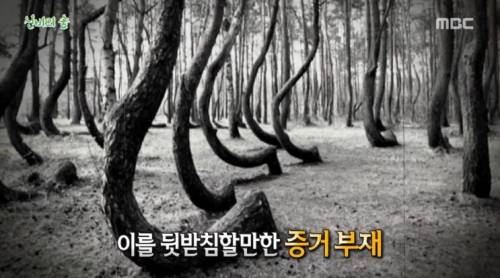 [스압] 신비의 숲.jpg