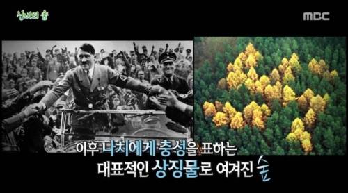 [스압] 신비의 숲.jpg