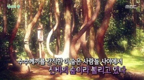 [스압] 신비의 숲.jpg