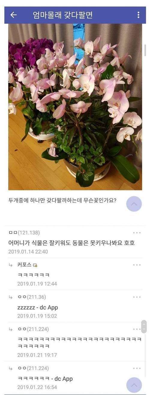 디씨 성역 식물갤러리의 딜.jpg
