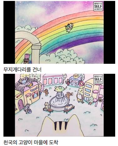 무지개다리를 건넌 후 고양이의 생활.jpg