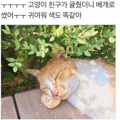 귤이배게냥.jpg