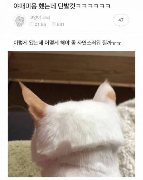 고양이 미용 대참사.jpg