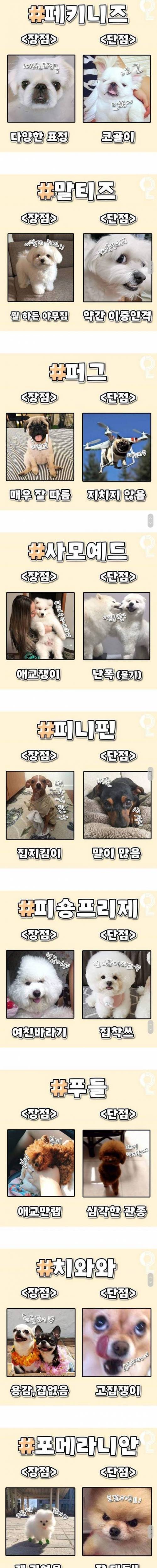 강아지 장담점.jpg