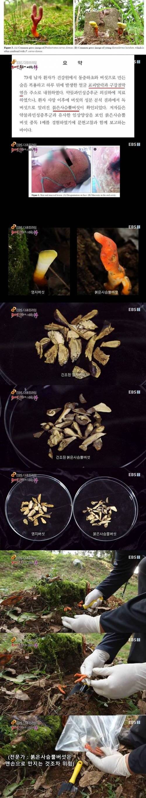 [스압] 한국에 서식하는 가장 위험한 독버섯.jpg