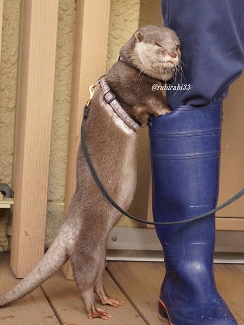 사육사의 장화안에 장난감을 쑤셔 넣는 수달.jpg