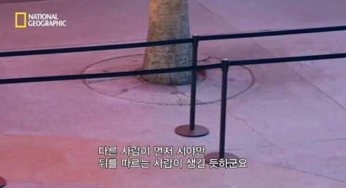[스압] 피리 부는 사나이 실험.jpg
