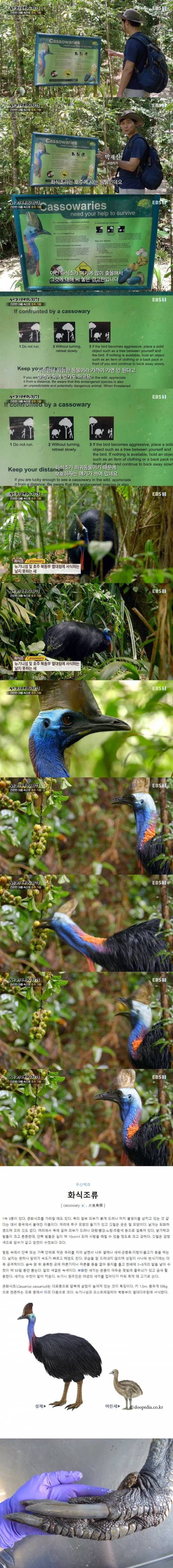 호주에서 조심해야 하는 새.jpg