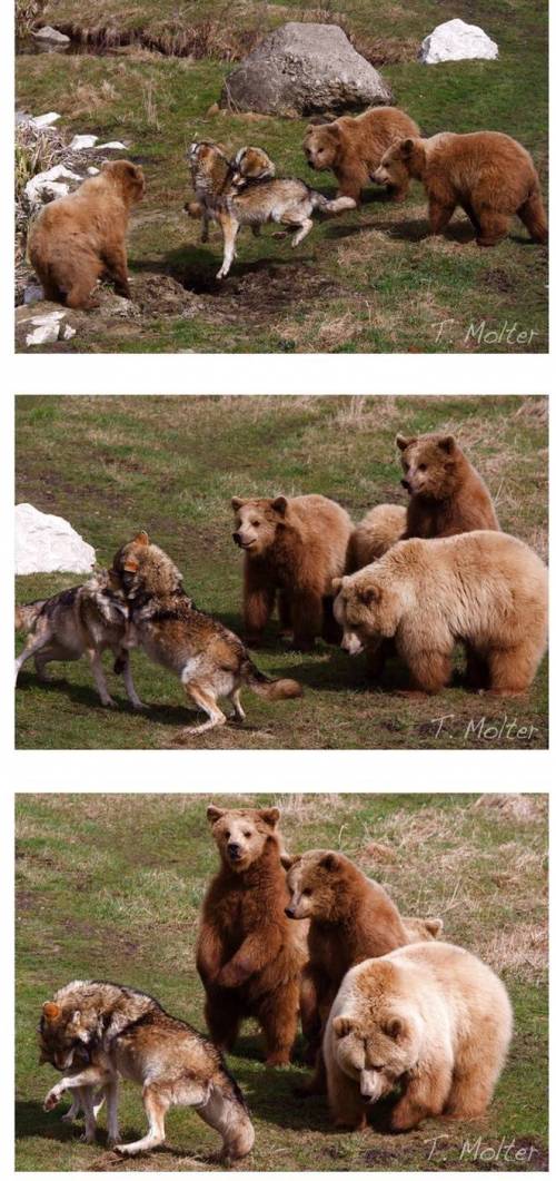 수컷 늑대들의 싸움을 구경하는 곰.jpg