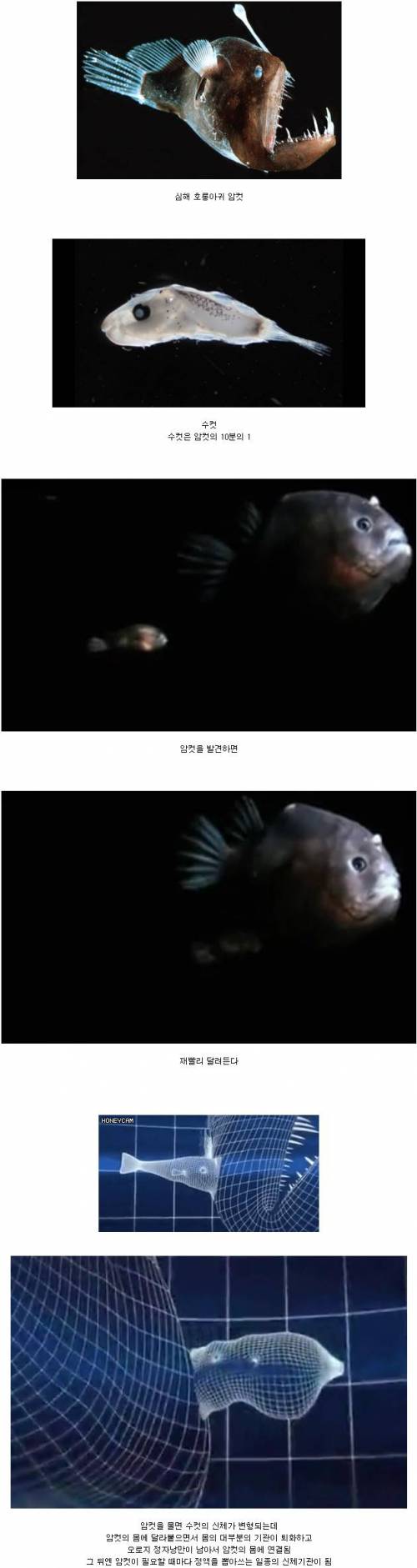 기묘한 심해생물의 번식방법 .jpg