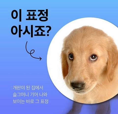 강아지가 이런 표정 짓는 이유.jpg