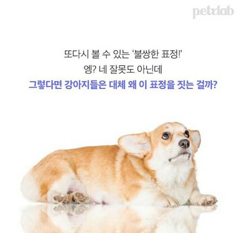 강아지가 이런 표정 짓는 이유.jpg