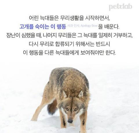 강아지가 이런 표정 짓는 이유.jpg